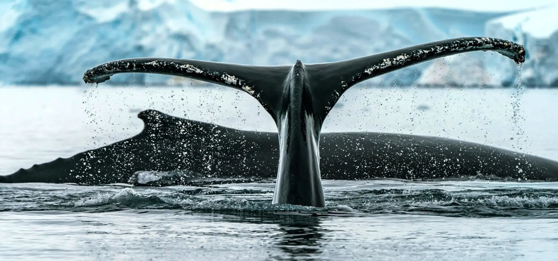 Avila Reizen Antarctica walvissenstaart