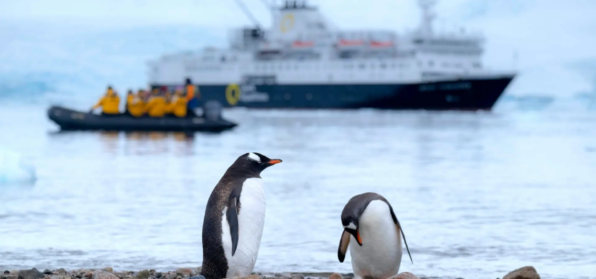 Avila Reizen Antarctica Quark Expeditions pinguïns op land