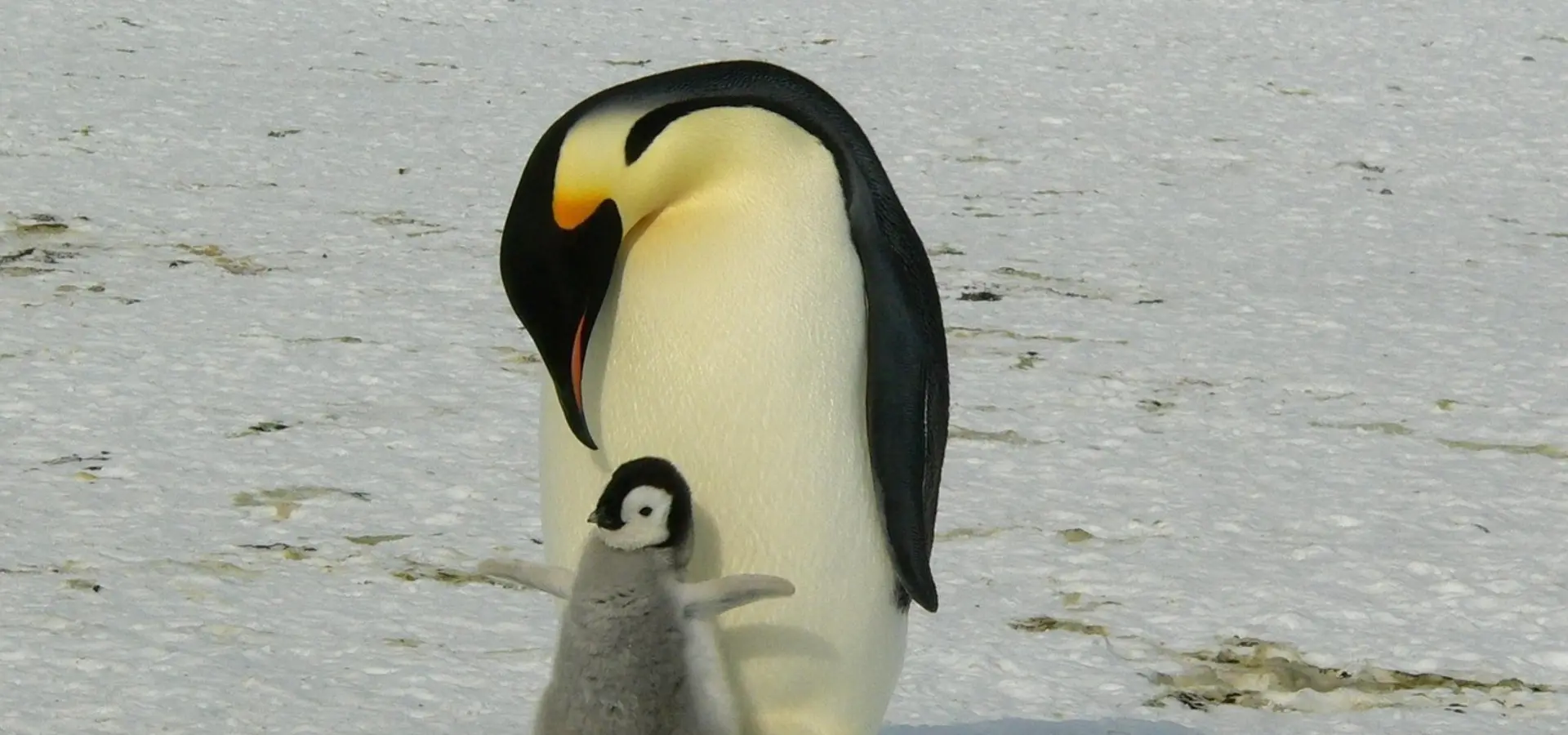 Avila Reizen Antarctica Koningspinguin met jong