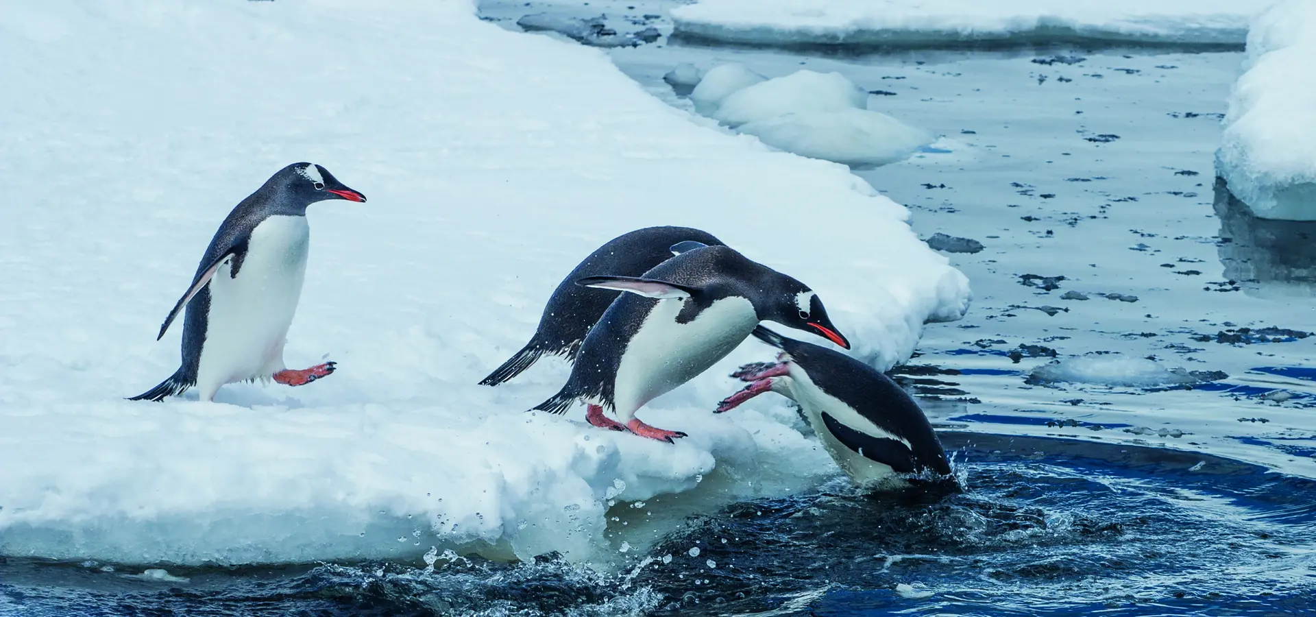 Avila Reizen Antarctica Pinguin op ijs
