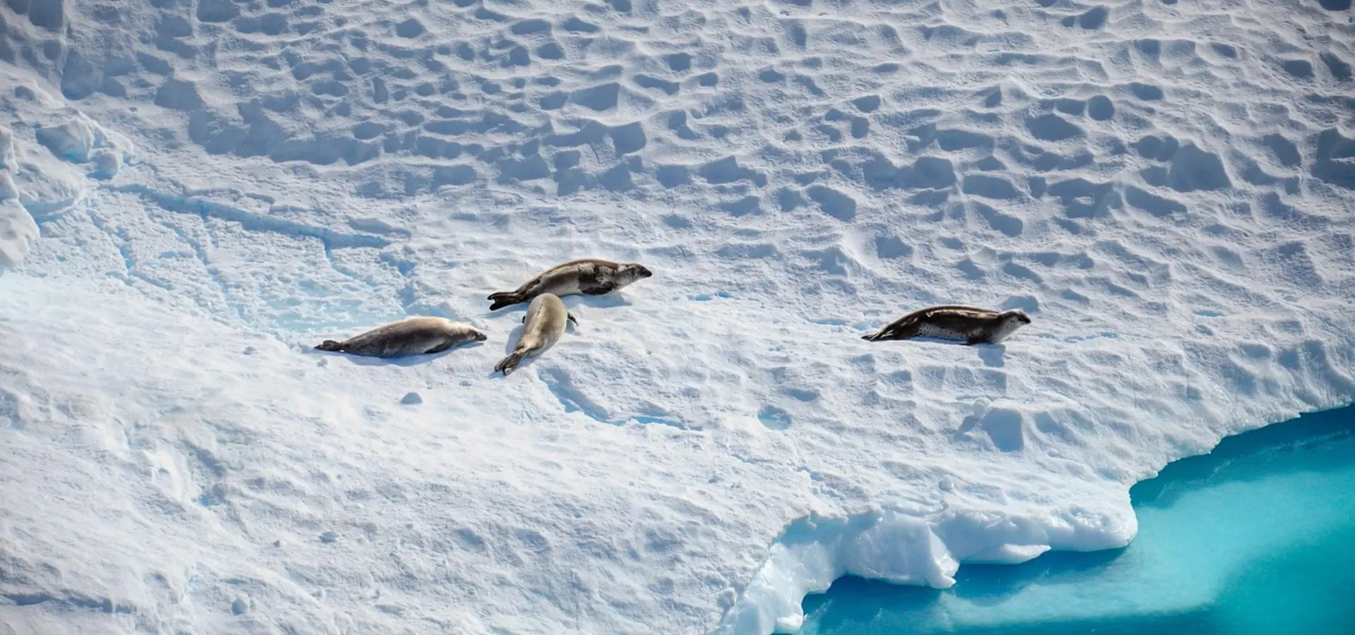 Avila Reizen Antarctica zeeleeuwen op ijs