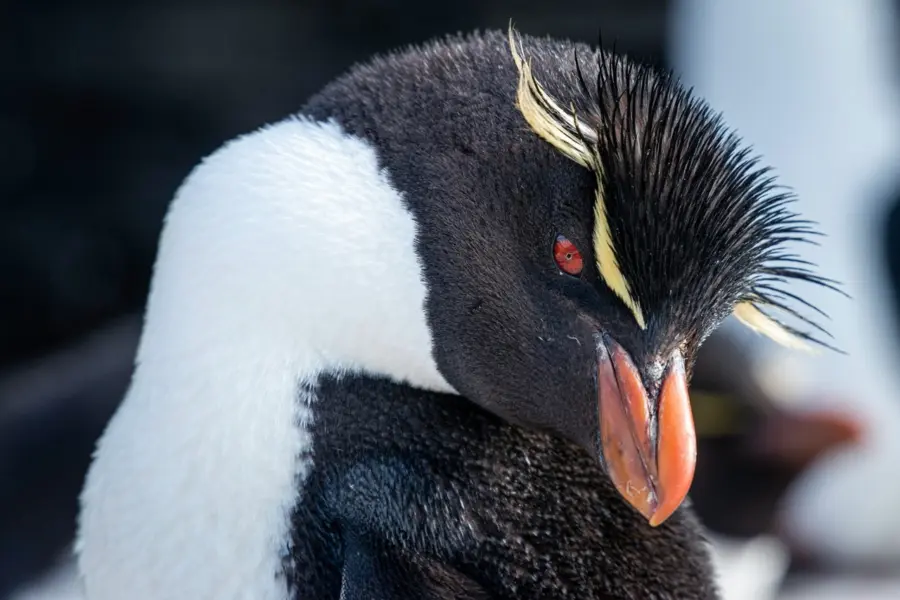 Avila Reizen Falkland Islands Saunders Island pinguïn