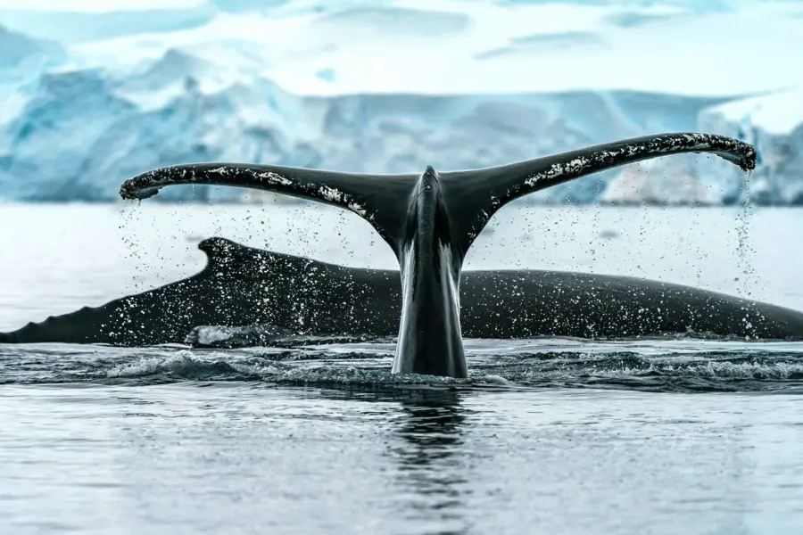 Avila Reizen Antarctica walvissenstaart