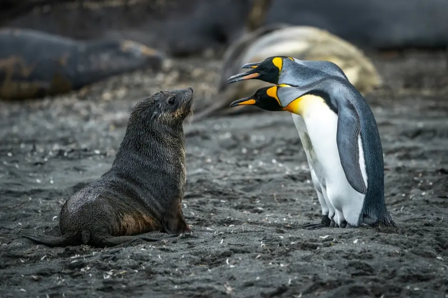 Avila Reizen South Georgia South Sandwich Islands pinguins en zeeleeuw pup