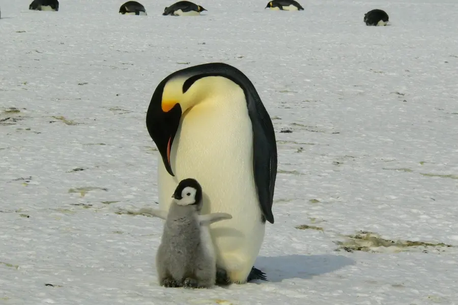 Avila Reizen Antarctica Koningspinguin met jong