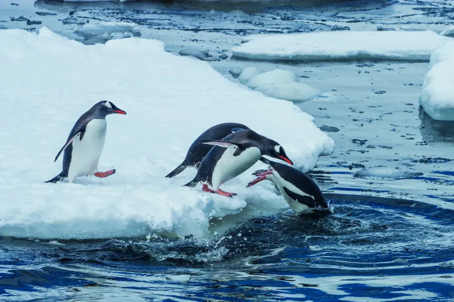 Avila Reizen Antarctica Pinguin op ijs