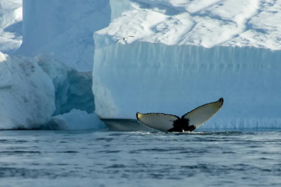 Avila Reizen Greenland Whale