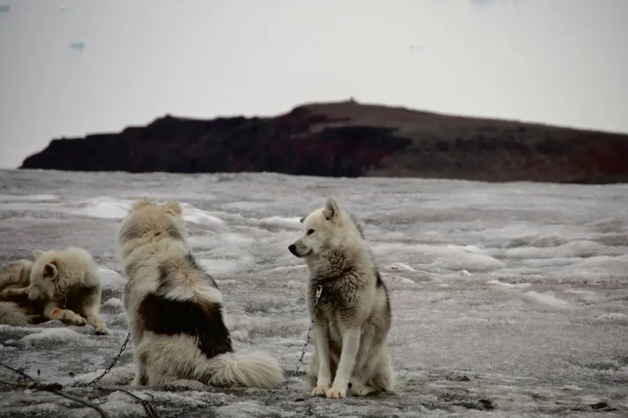 Avila Reizen Greenland Dogs