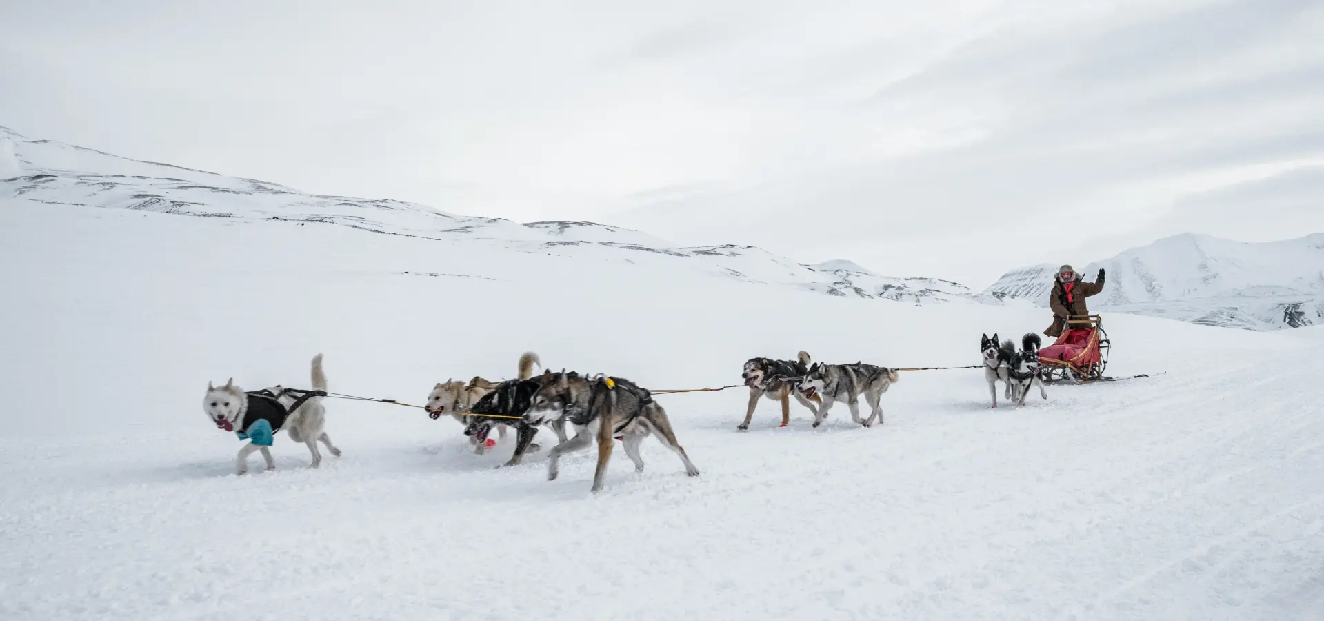 Avila Reizen Svalbard Husky