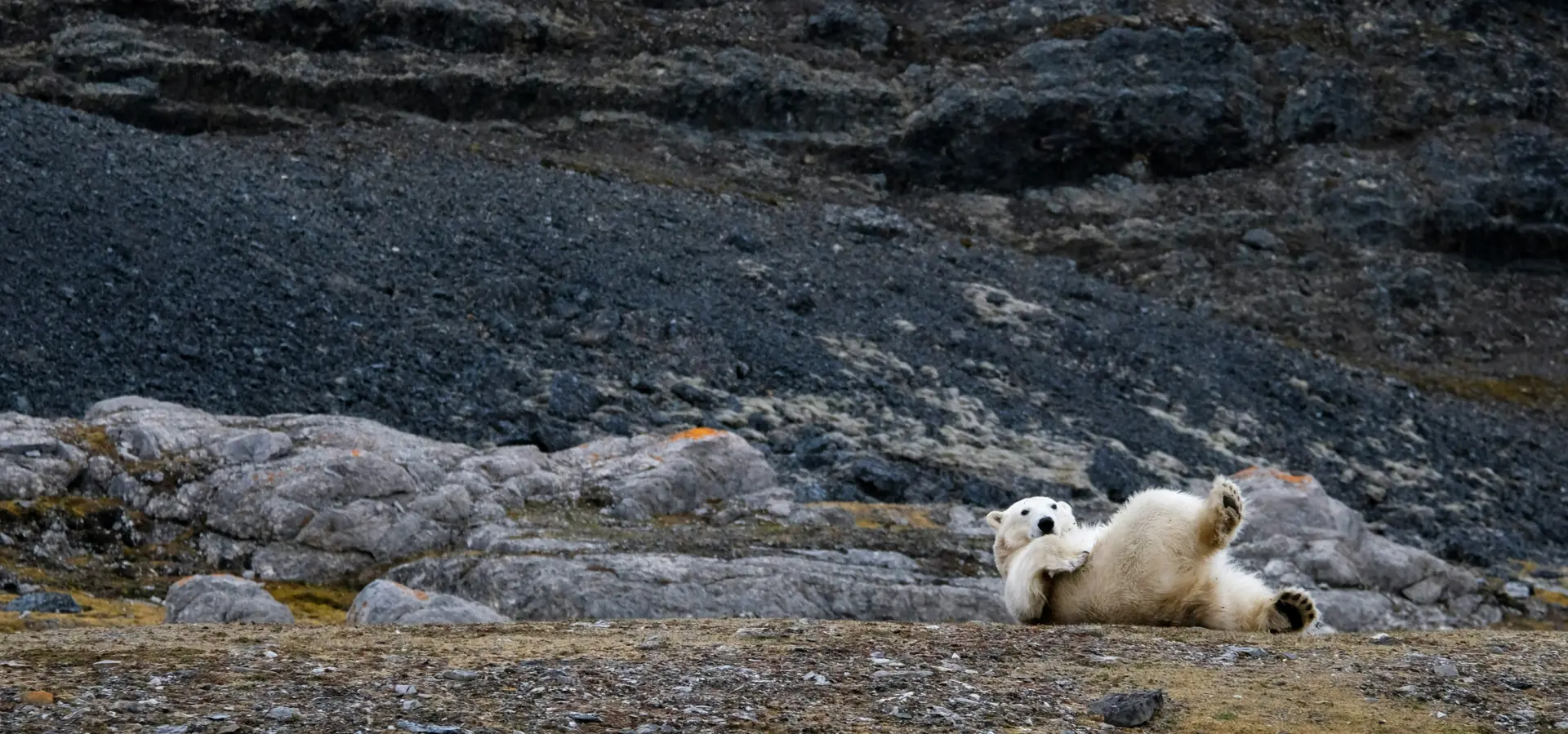 Avila Reizen Polar Bear Svalbard