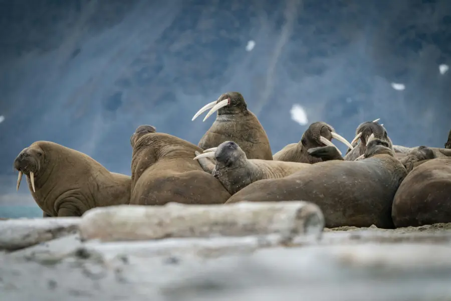 Avila Reizen Spitsbergen walrusses