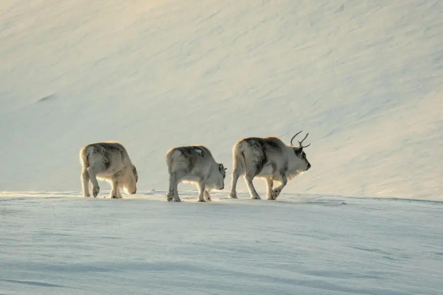 Avila Reizen Spitsbergen