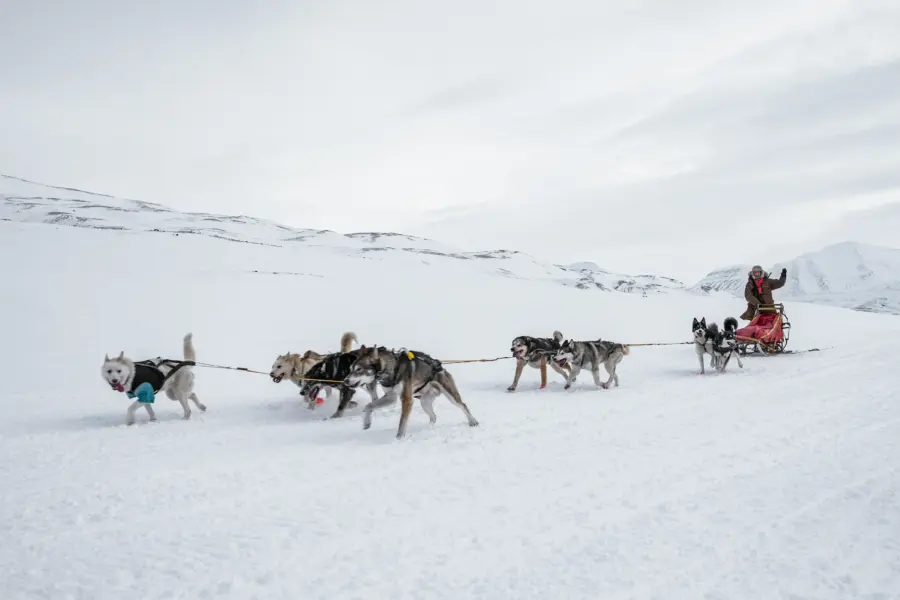 Avila Reizen Svalbard Husky