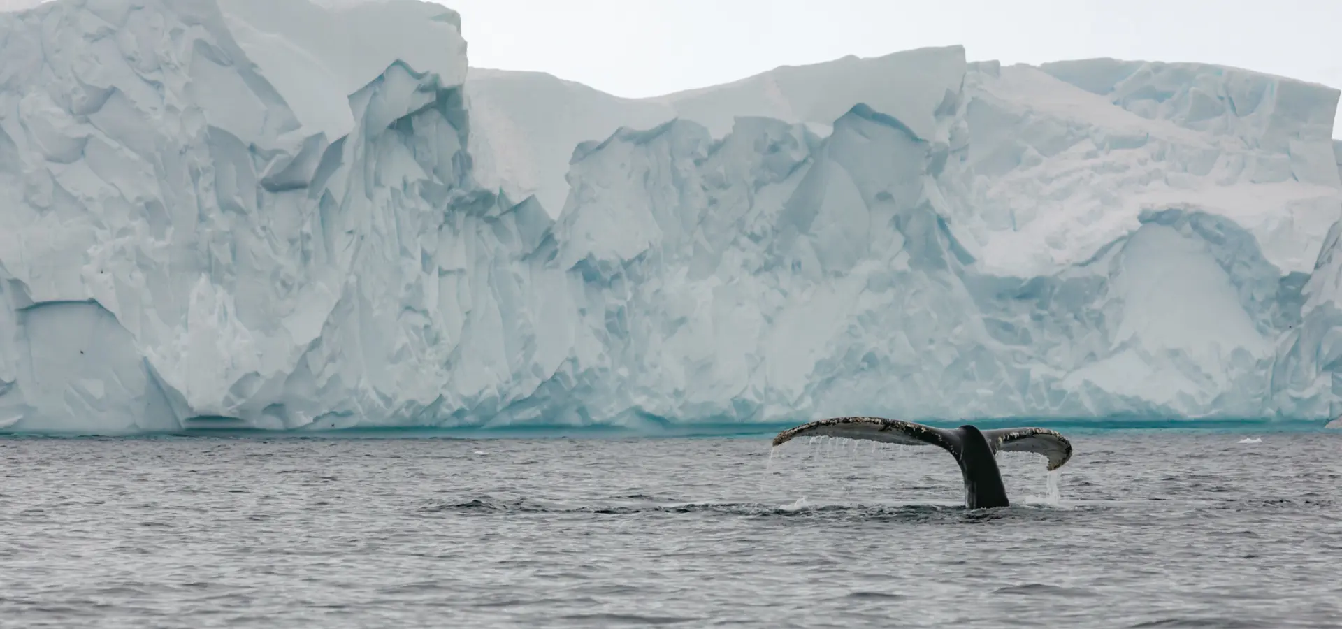Avila reizen antarctica S Ilversea SE 20221118 1430 Escursione2 045