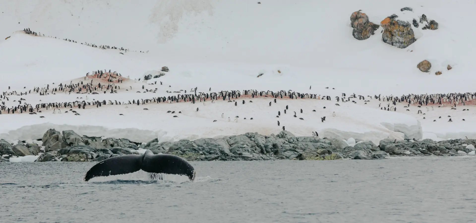 Avila reizen antarctica S Ilversea SE 20221118 1430 Escursione2 049