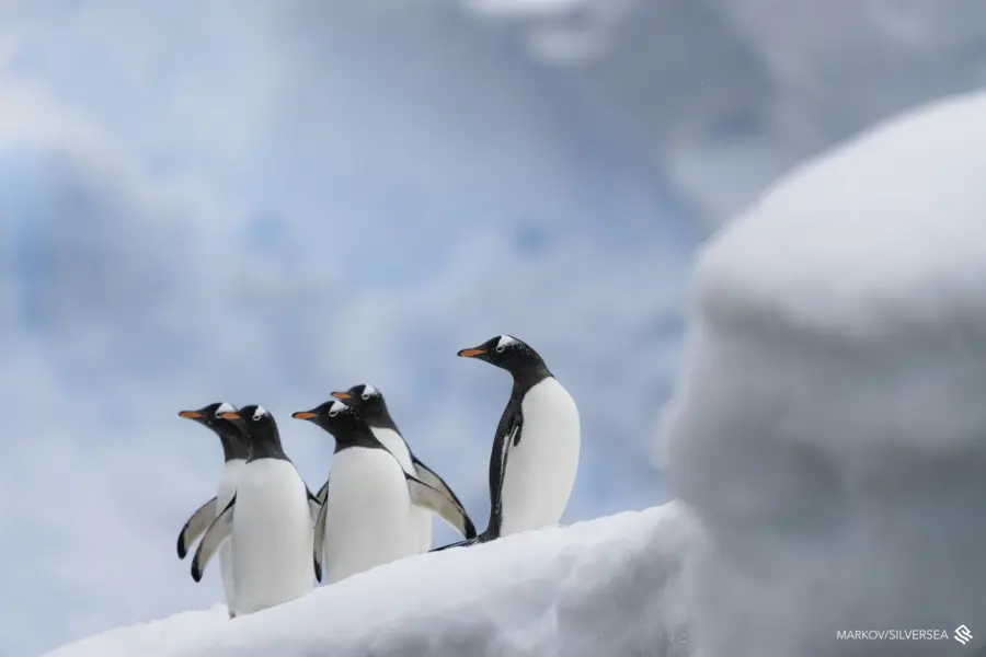 Avila reizen antarctica S Ilversea EV221115006 002