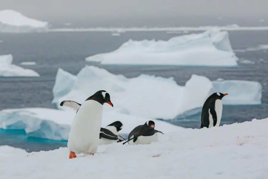 Avila reizen antarctica S Ilversea SE 20221118 1430 Escursione2 024