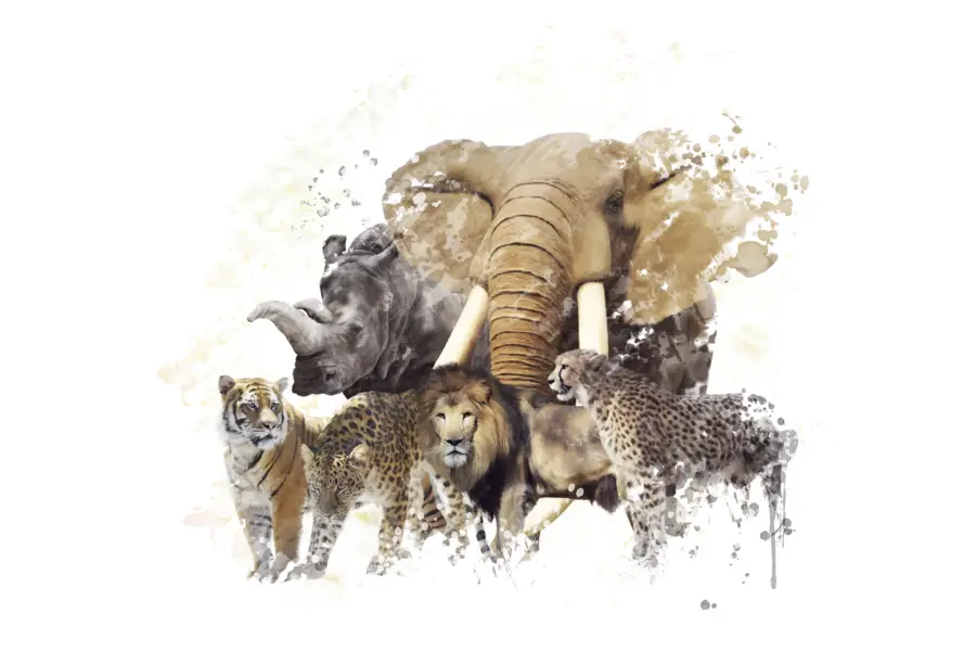 Safari illustratie
