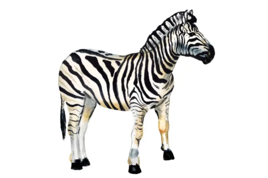 Africa illustratie zebra