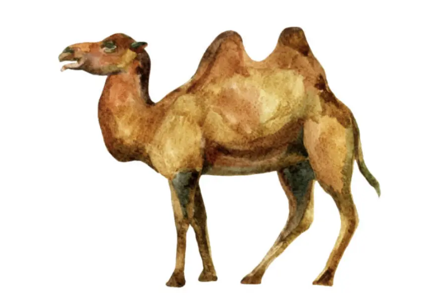 Saudi