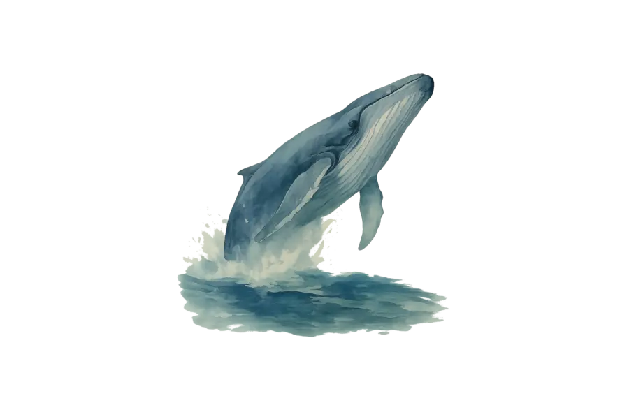 Illustratie Walvis Azoren