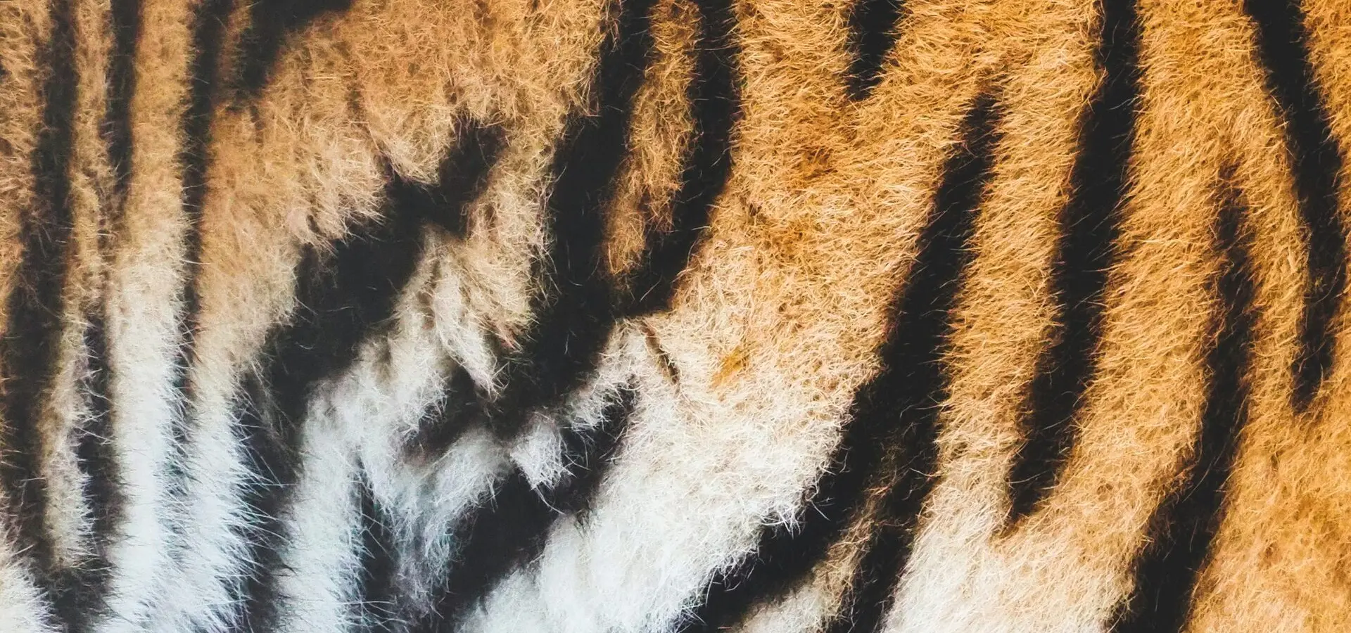Avila Foundation Wildlife project Tijgervacht