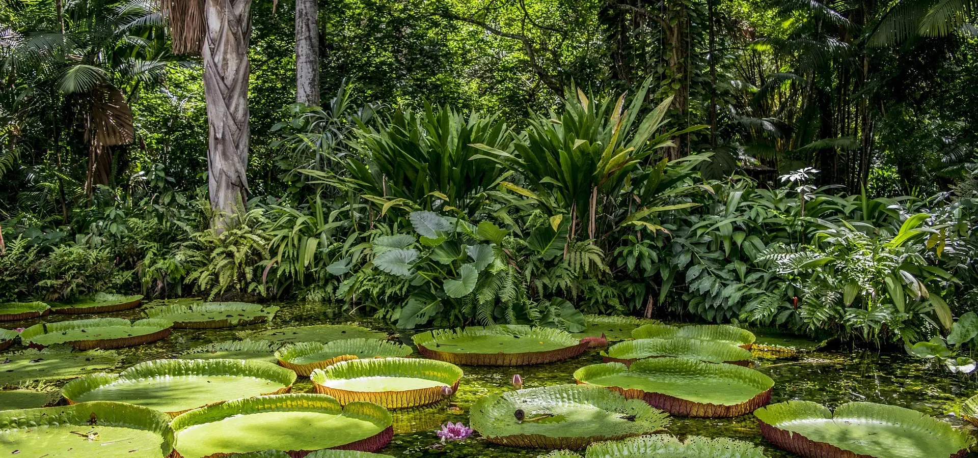 Avila Reizen Amazone regenwoud