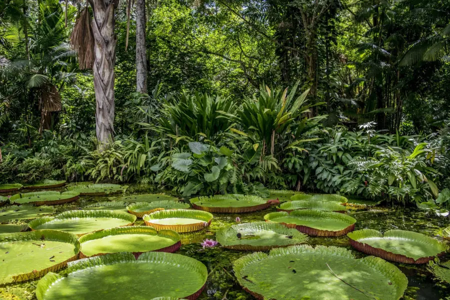 Avila Reizen Amazone regenwoud