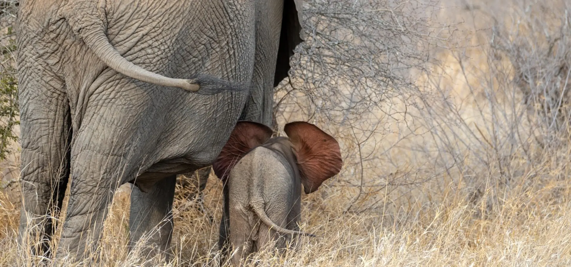 Avila Reizen Afrika olifant met baby familiereizen