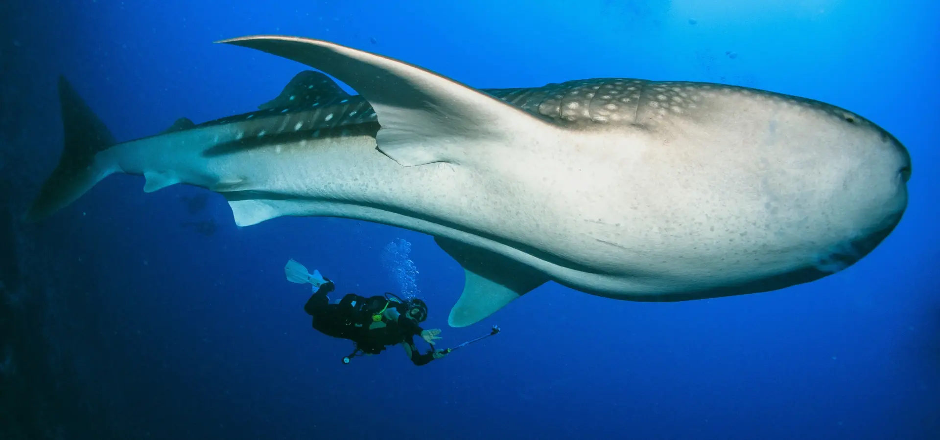 Avila Reizen Malediven Island Divers duiken met walvishaai