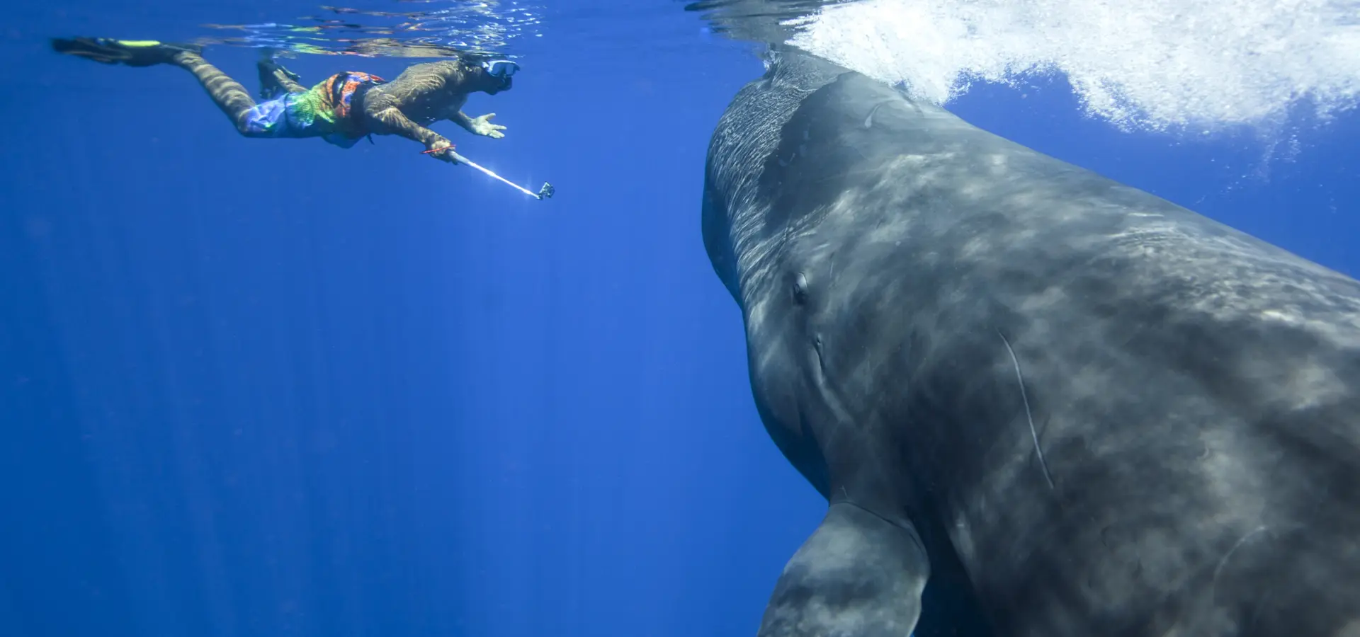 Andrew and whale
