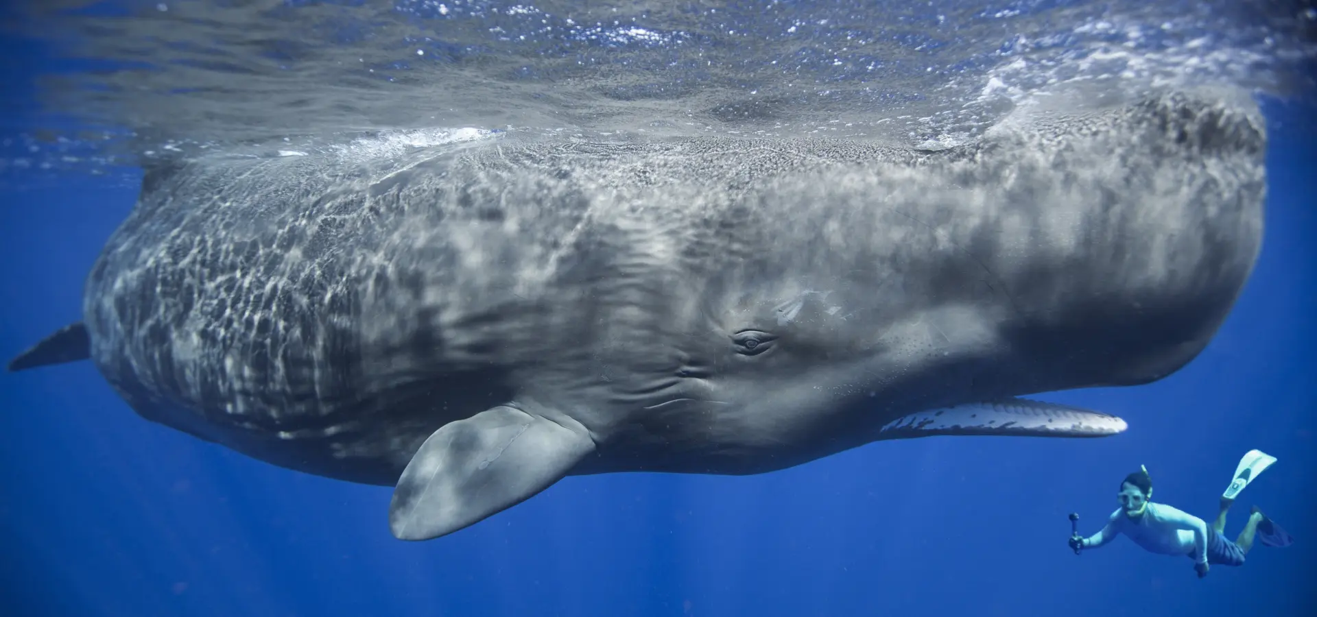 Image 11 P Dykstra kleiner