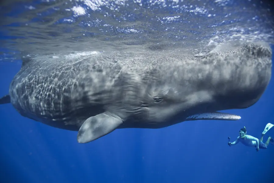 Image 11 P Dykstra kleiner