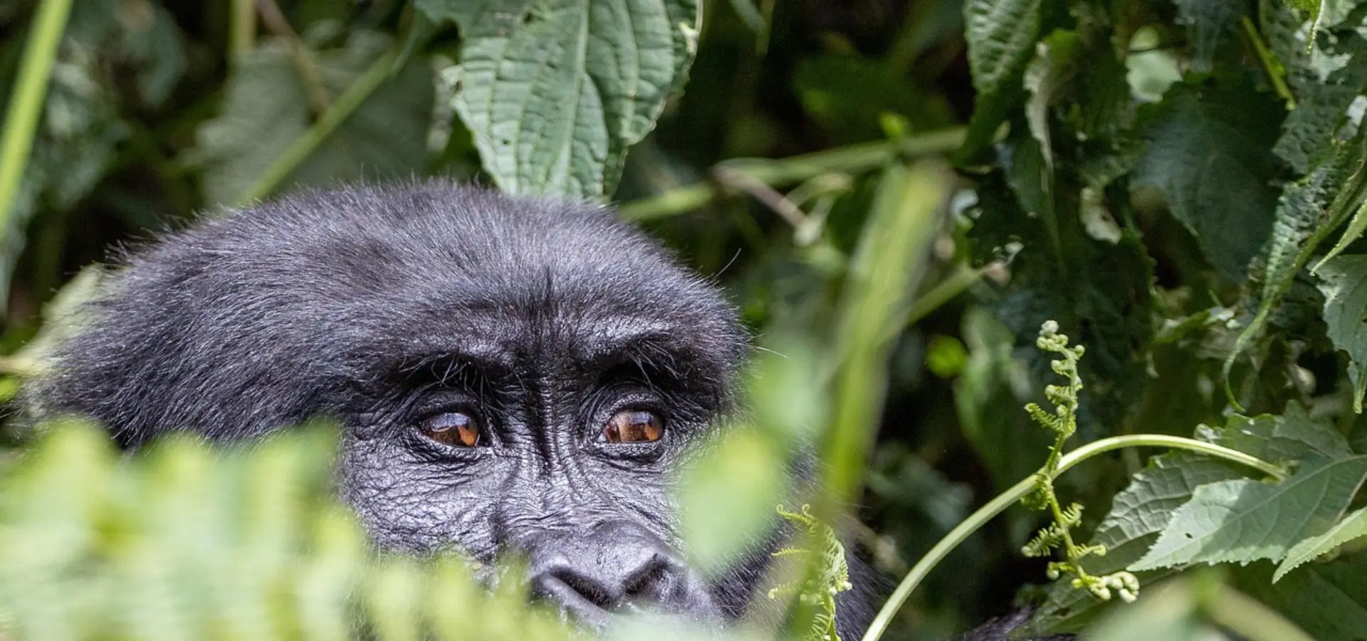 Avila Reizen Gabon gorilla verstopt in de bosjes
