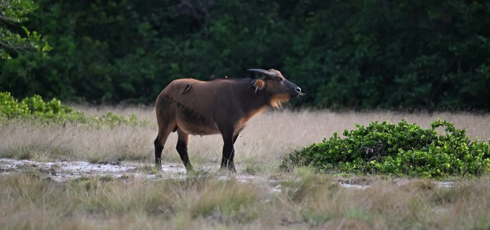Avila Reizen Gabon WWF expeditie wild