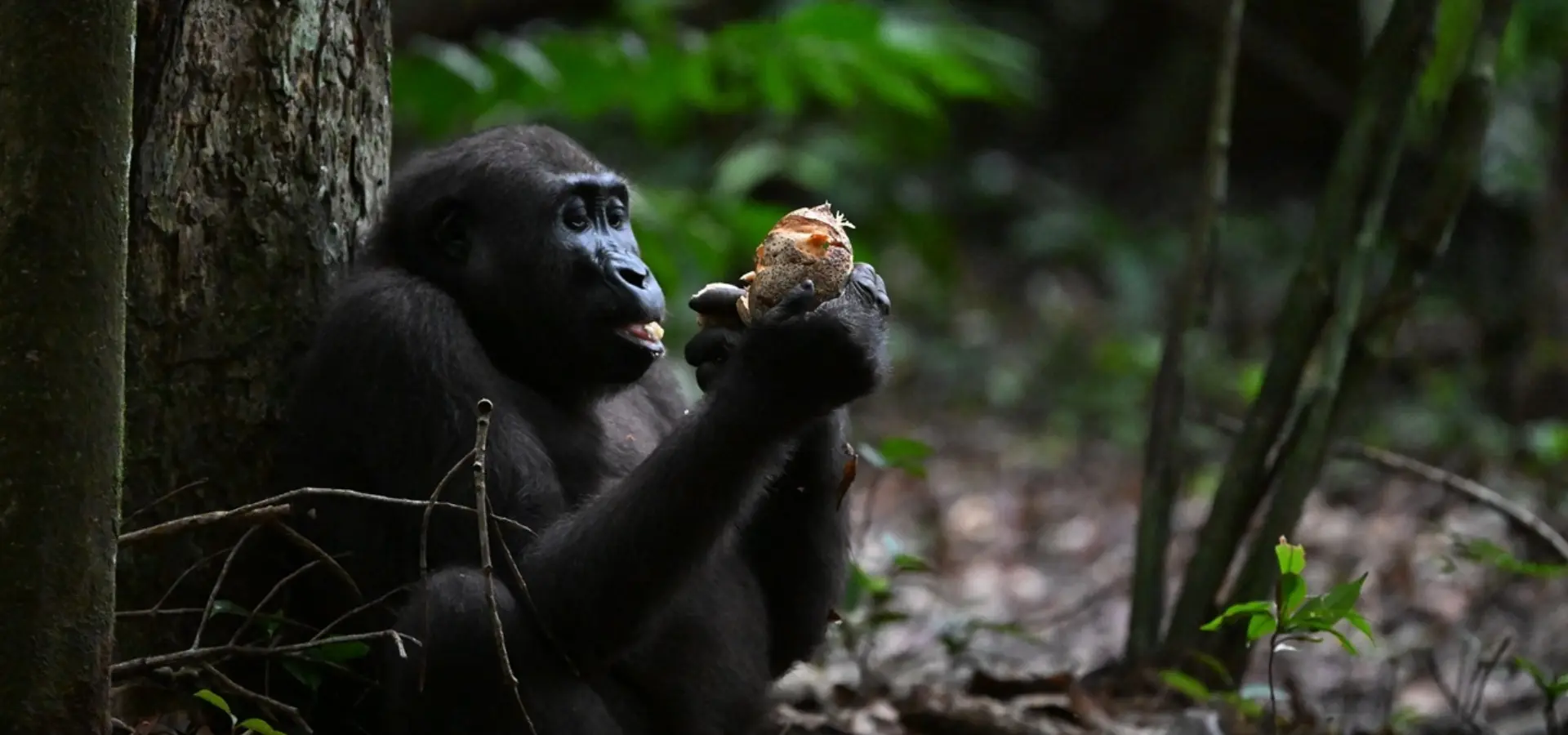 Avila Reizen Gabon WWF expeditie gorilla met stuk fruit