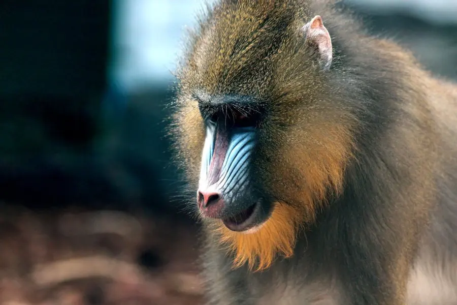 Avila Reizen Gabon Mandrill