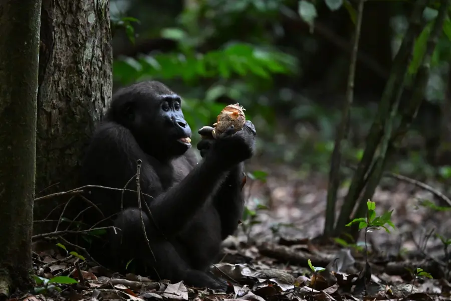 Avila Reizen Gabon WWF expeditie gorilla met stuk fruit