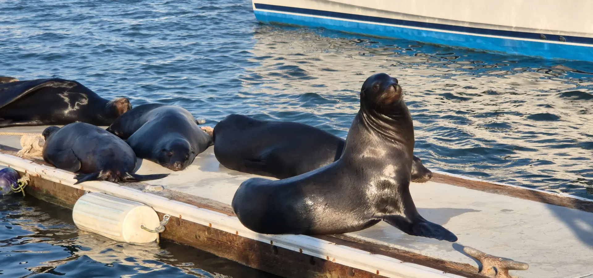 Avila Reizen Mexico Baja California Sur Zeeleeuwen in de haven blog Ilse