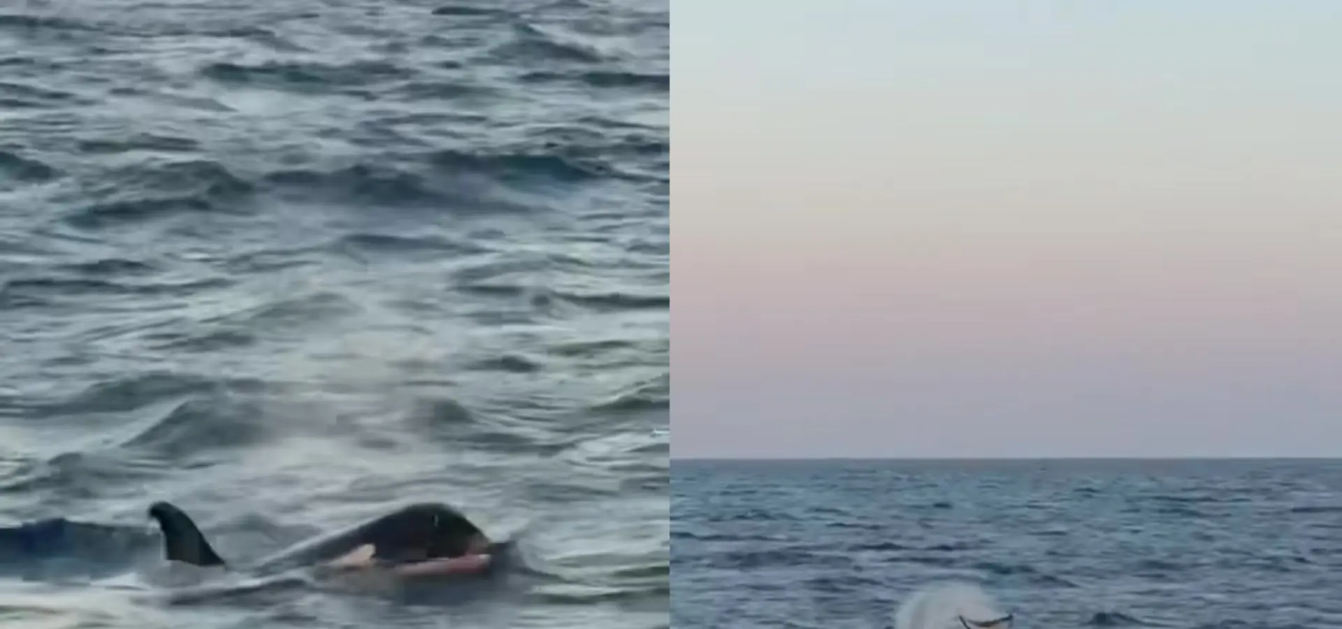 Avila Reizen Mexico Baja California Sure orkas blog Ilse