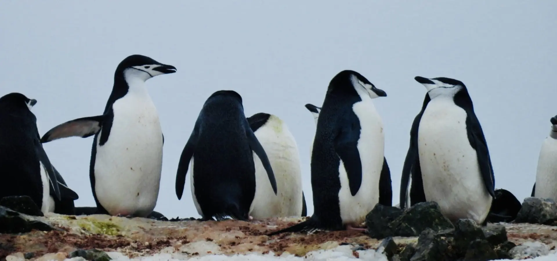 Avila Reizen Antarctica Fam trip Elena 1