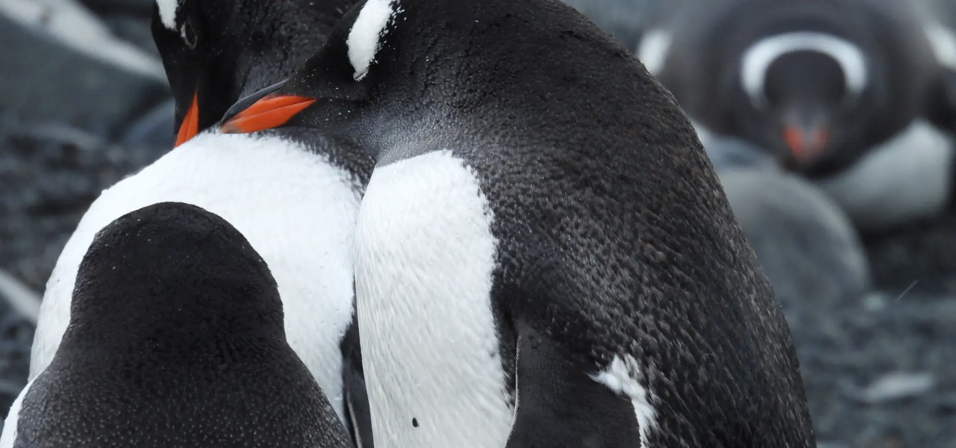 Avila Reizen Antarctica Fam trip Elena 2
