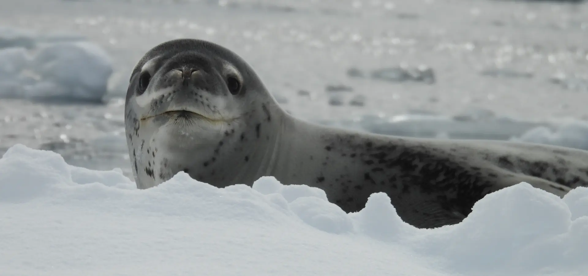Avila Reizen Antarctica Fam trip Elena 3