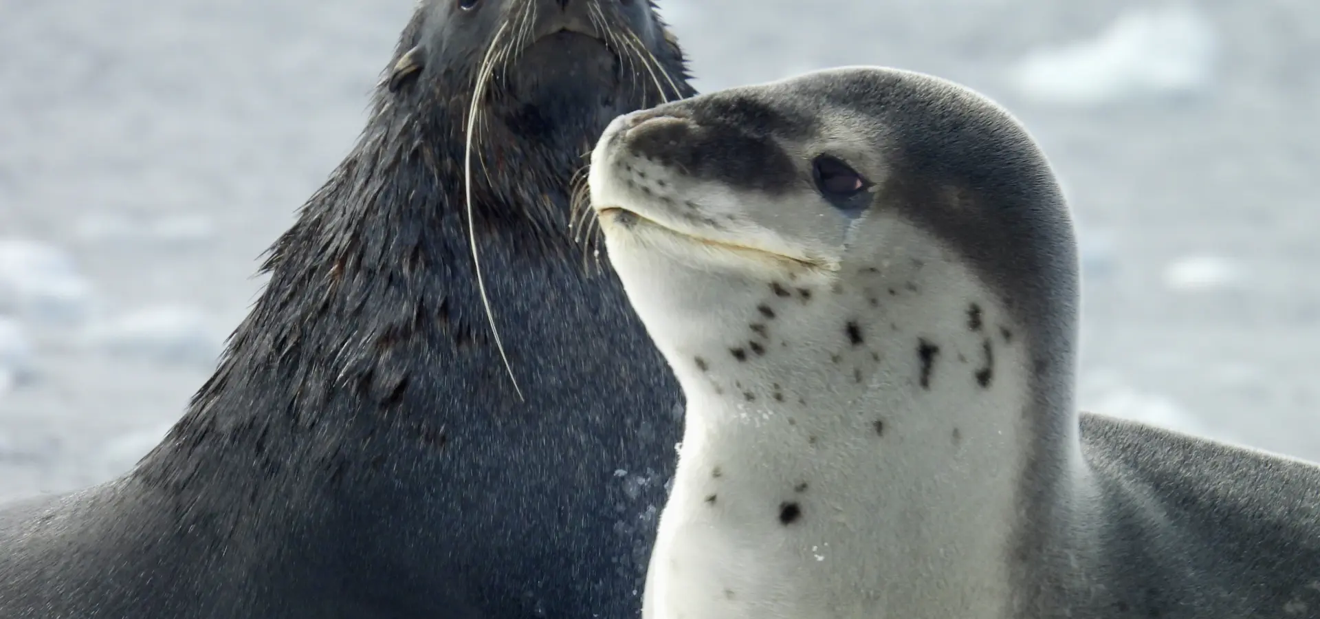 Avila Reizen Antarctica Fam trip Elena 4