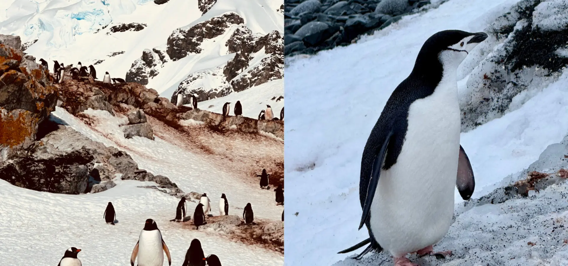 Avila Reizen Antarctica Fam trip Elena 13