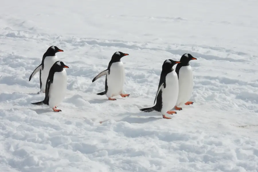 Avila Reizen Antarctica Fam trip Elena 7