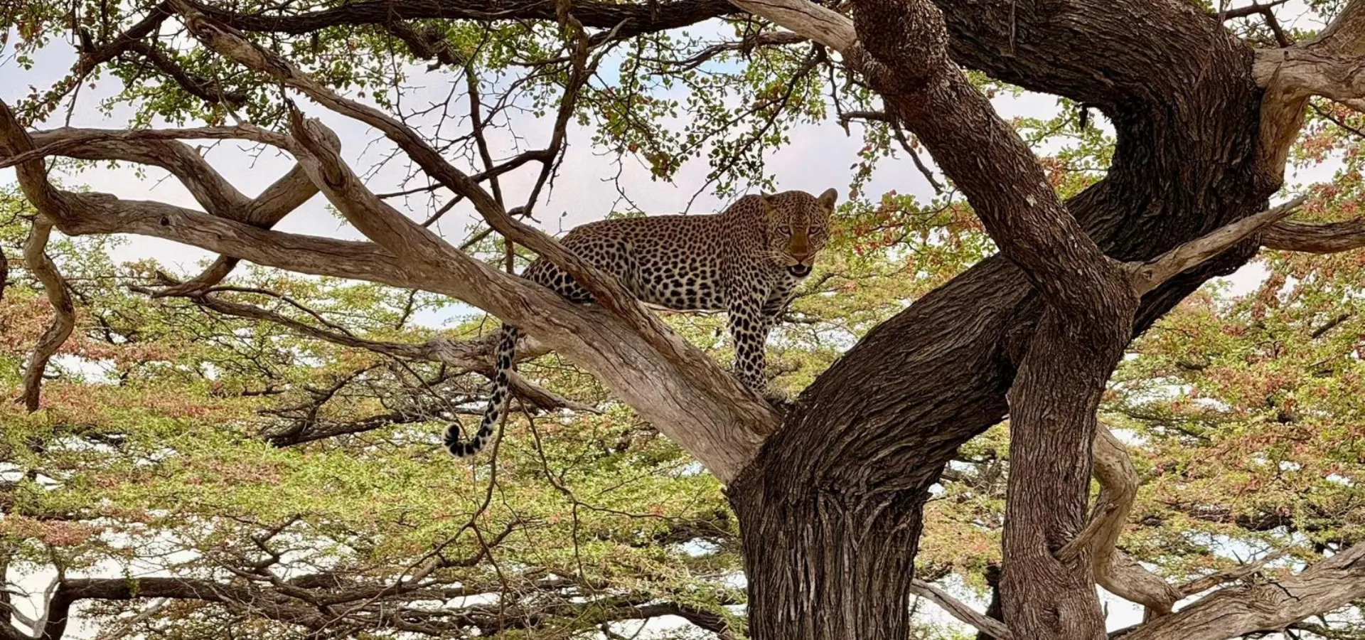 Avila Reizen Tanzania Nyerere Siwandu luipaard blog Ingrid Laba Laba