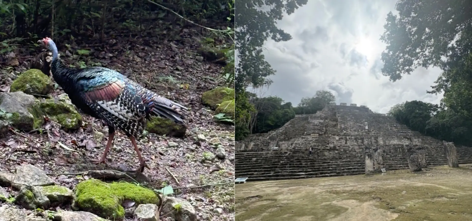 Avila Reizen Mexico Calakmul blog Rosalie