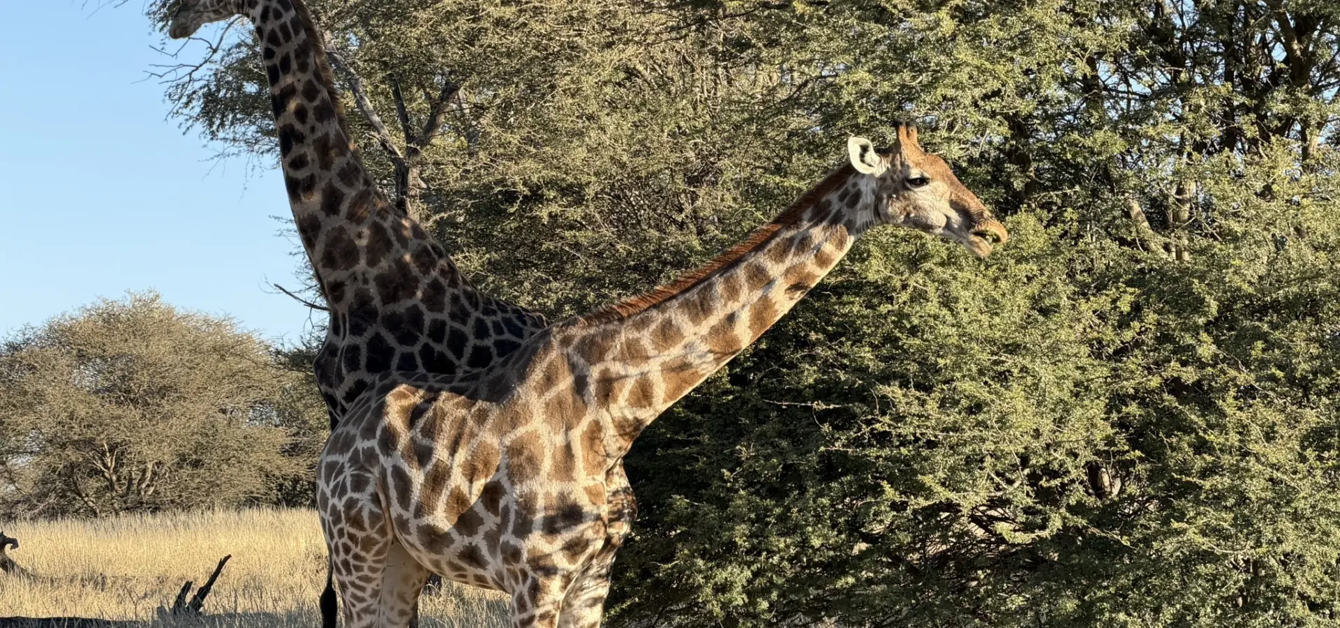 Avila Reizen Namibië blog Maité dag 2 3