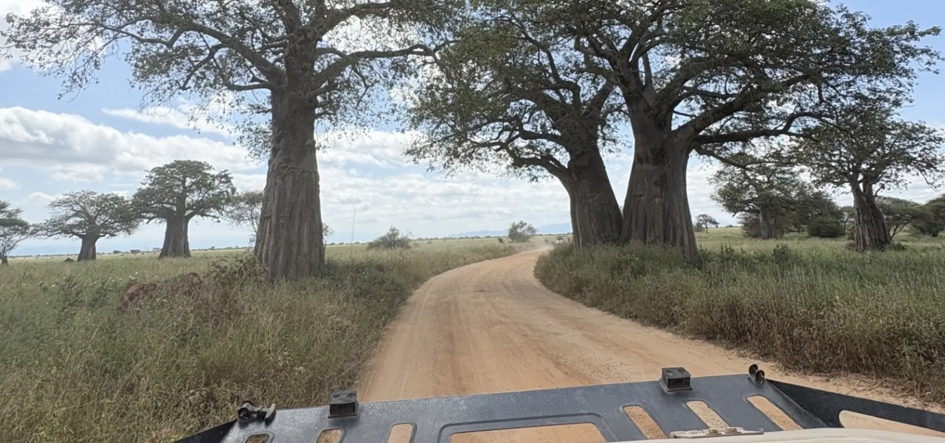 Avila Reizen Tanzania Baobabbomen Blog Rosalie